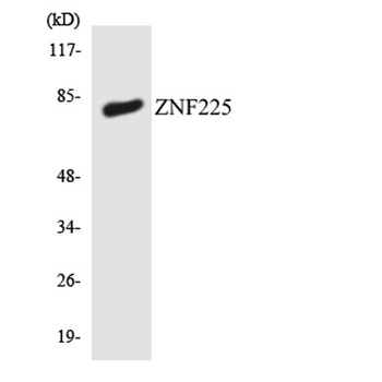 ZNF225 rabbit pAb Antibody