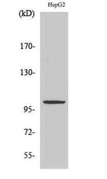 ZZZ3 rabbit pAb Antibody