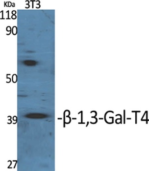 β-1,3-Gal-T4 rabbit pAb Antibody