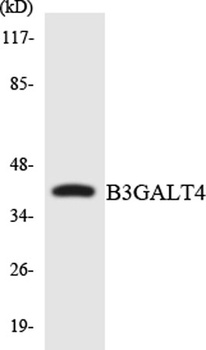 β-1,3-Gal-T4 rabbit pAb Antibody