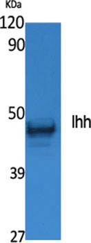 Ihh rabbit pAb Antibody