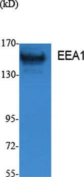 EEA1 rabbit pAb Antibody