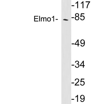 Elmo1 rabbit pAb Antibody