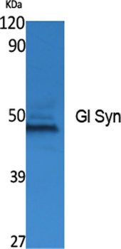 Gl Syn rabbit pAb Antibody