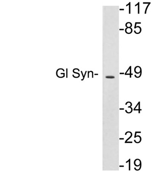 Gl Syn rabbit pAb Antibody