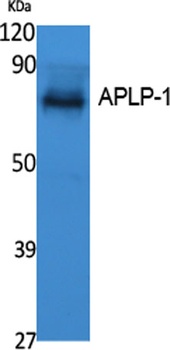 APLP-1 rabbit pAb Antibody