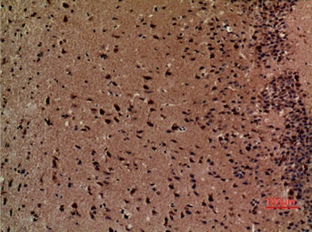 BOCT rabbit pAb Antibody