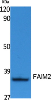 FAIM2 rabbit pAb