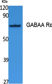 GABAA Rε rabbit pAb Antibody
