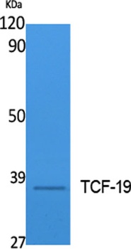 TCF-19 rabbit pAb Antibody