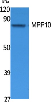 MPP10 rabbit pAb Antibody