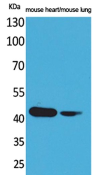 Actin-α cardiac muscle rabbit pAb Antibody
