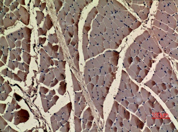 Actin-α cardiac muscle rabbit pAb Antibody