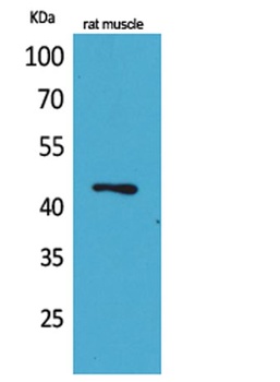 KLF12 rabbit pAb Antibody