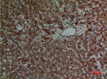 Cathepsin L rabbit pAb Antibody