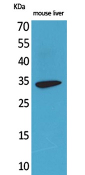 Hepassocin rabbit pAb Antibody