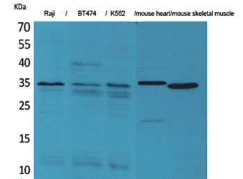 Claudin-17 rabbit pAb Antibody