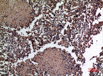 HSPBAP1 rabbit pAb Antibody