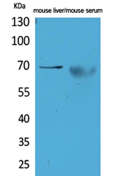 AFP rabbit pAb Antibody