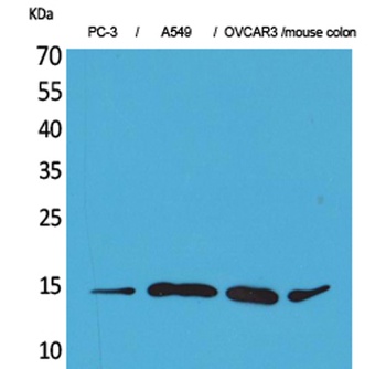 Eotaxin-3 rabbit pAb