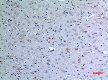 Eotaxin-3 rabbit pAb