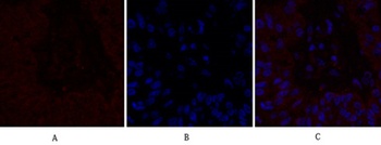 IL-8 rabbit pAb Antibody
