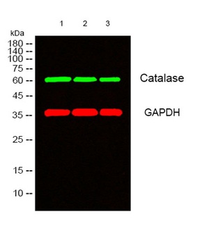 Catalase rabbit pAb Antibody