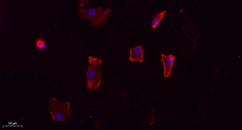 Apelin rabbit pAb Antibody