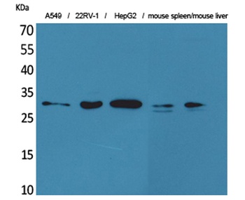 TALL-1 rabbit pAb Antibody