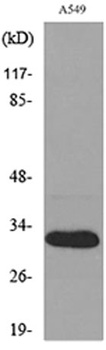 TALL-1 rabbit pAb Antibody