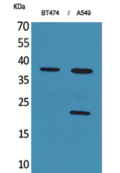 IFN-α1 rabbit pAb Antibody