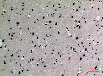 IL-16 rabbit pAb Antibody