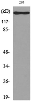 IL-16 rabbit pAb Antibody