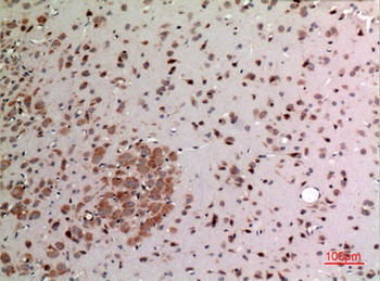 FGF-20 rabbit pAb Antibody