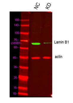 Lamin B1 rabbit pAb Antibody