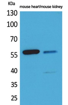 Angptl1/2 rabbit pAb Antibody