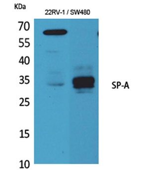 SP-A rabbit pAb Antibody