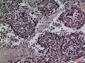 SP-A rabbit pAb Antibody