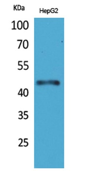 HoxD3 rabbit pAb Antibody
