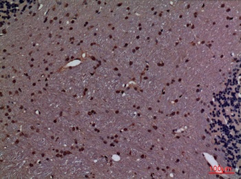 CyPA rabbit pAb Antibody