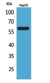 ASIC3 rabbit pAb Antibody