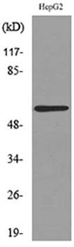 ASIC3 rabbit pAb Antibody