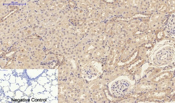 IL-1β rabbit pAb Antibody