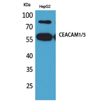 CEACAM1/5 rabbit pAb Antibody