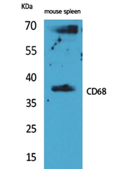 CD68 rabbit pAb Antibody