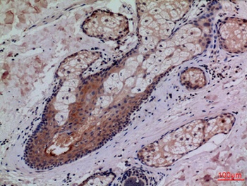 CD68 rabbit pAb Antibody