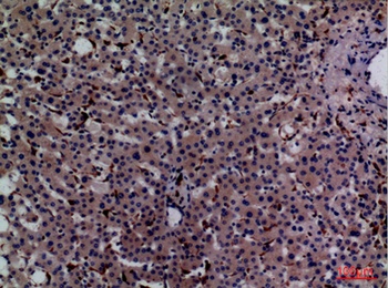 CD68 rabbit pAb Antibody