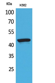 P2X3 rabbit pAb Antibody