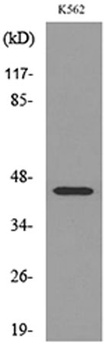 IL-5Rα rabbit pAb