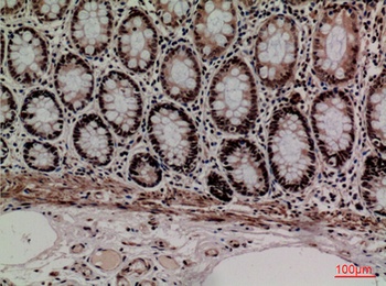 MCM3 rabbit pAb Antibody